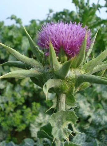 MILK THISTLE seed